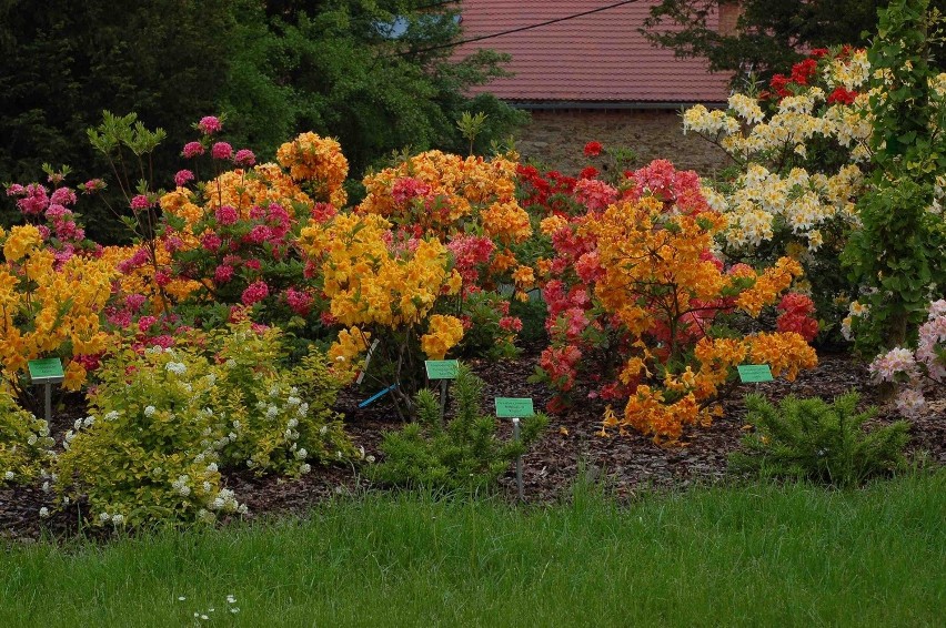 Arboretum Wojsławice: Kwitną rododendrony i azalie. Rodomania 2013 za nami