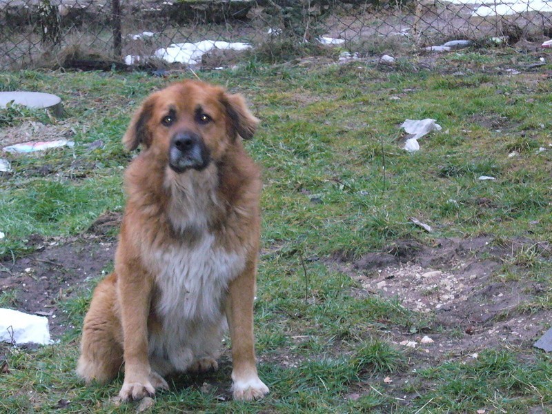 Duży pies, który przebywa w okolicach sklepu w Lisowie może...