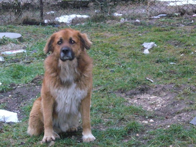 Duży pies, który przebywa w okolicach sklepu w Lisowie może okazać się dobrym obrońcą posesji. Jest nierozłączny z małą, wesołą suczką.