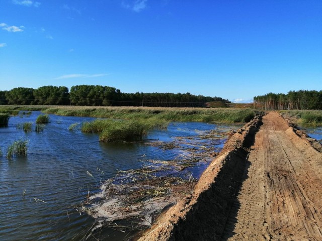 Mierzeja Wiślana. Usuwanie szuwarów w miejscu planowanego przekopu