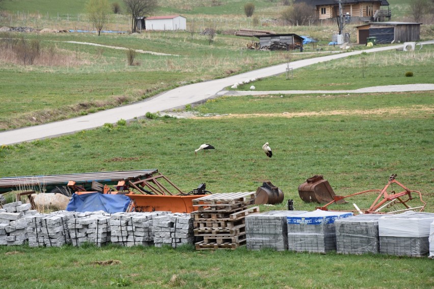 Podhale. Bocian przyleciał na twoje podwórko? Zadzwoń do Zakładu Energetycznego