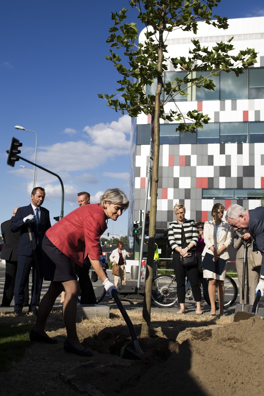 Platan będzie przypominał o sesji UNESCO [ZDJĘCIA]