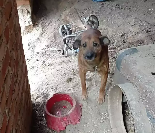 Psy w tragicznych warunkach były trzymane w gospodarstwie w Przydworzu w gminie Ryńsk w powiecie wąbrzeskim