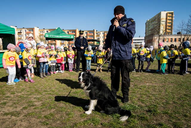 Walker brał udział w wielu akcjach profilaktycznych organizowanych przez bydgoską Straż Miejską. Na zdjęciu wraz ze swoim przewodnikiem Krzysztofem Gawrychem podczas akcji "Pachnąca Wiosna" w 2019 roku.