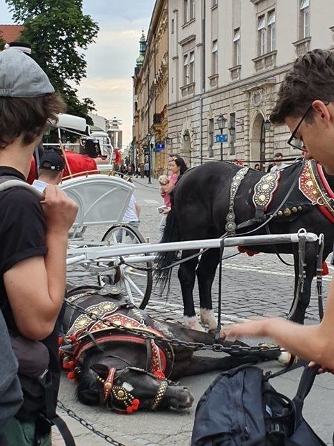 Kraków. Obrońcy zwierząt zwracają się do prokuratury po kolejnym upadku konia pod Wawelem