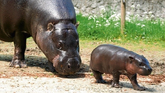 Niedawno w Krakowie urodził się hipopotam karłowaty
