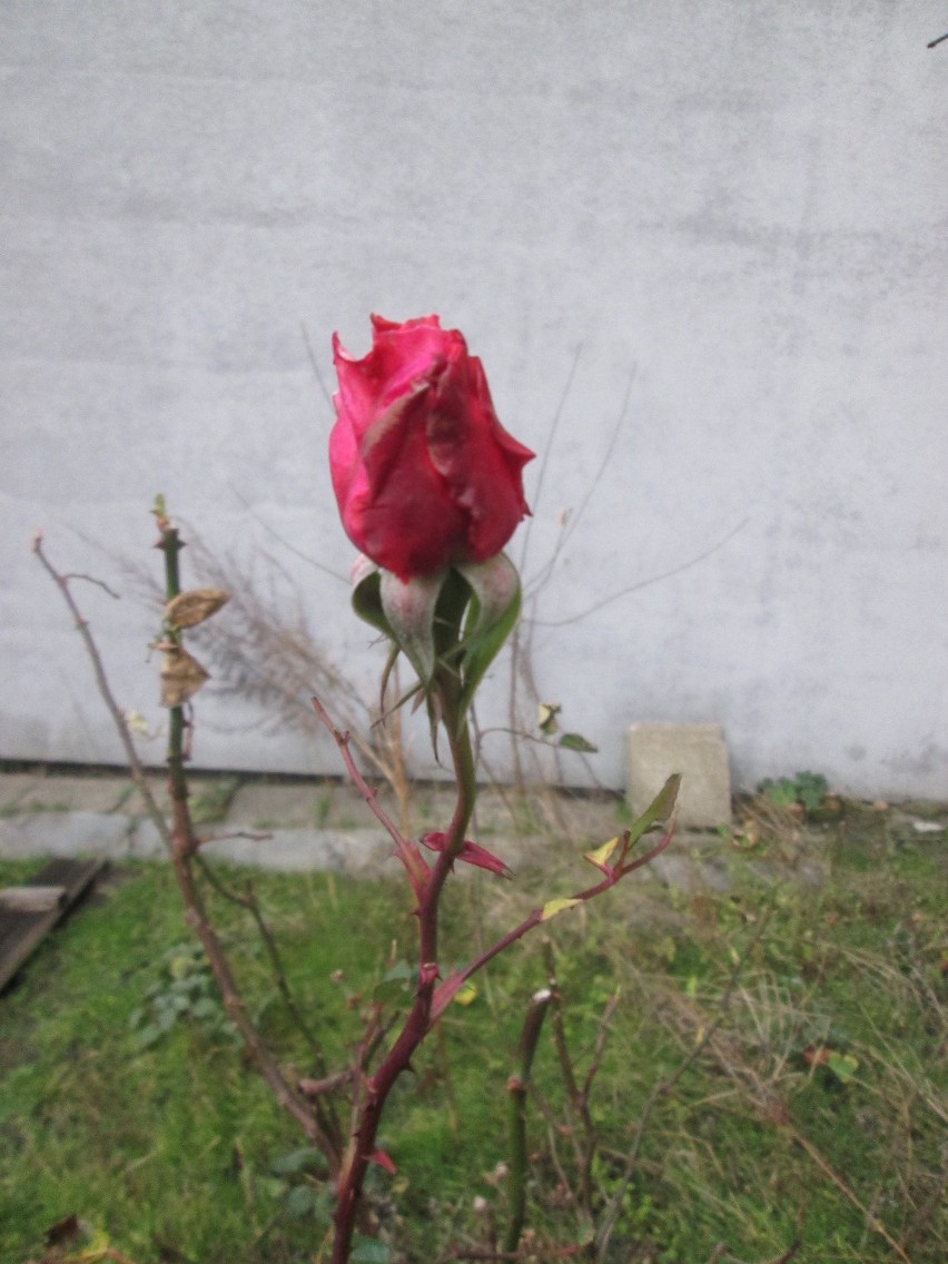 Na podwórku przy ul. Palacza zakwitła róża