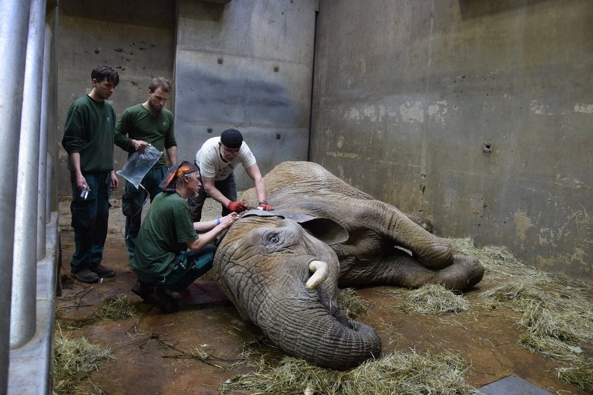 W ogrodzie zoologicznym w Poznaniu trwa walka o życie...