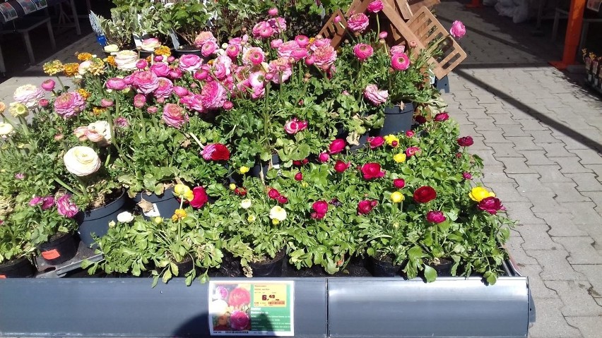 Łodzianie na "kwarantannie" kupują rośliny na przydomowe rabaty i na balkony