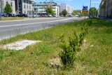 Nie będzie nowych nasadzeń drzew wyciętych na odcinku ulicy w Stalowej Woli [ZDJĘCIA]