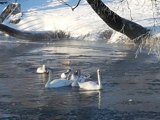 Strażnicy miejscu uratowali stado łabędzi przymarzających do lodu na stawie na osiedlu Północ II w Ełku. Patrol przewiózł zwierzęta do rzeki Ełk.