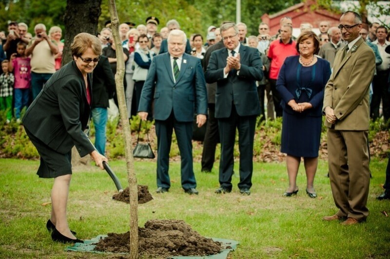 Gdańsk. Deweloper usunął Dąb Wolności zasadzony przez Bronisława Komorowskiego. Dlaczego?