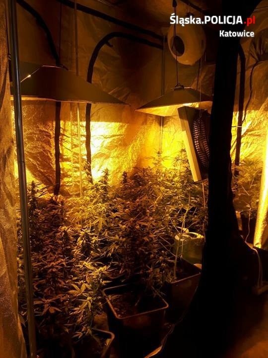 Plantacja marihuany w Katowicach. 33 krzaki nielegalnych roślin