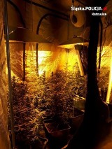 Plantacja marihuany w Katowicach. 33 krzaki nielegalnych roślin ZDJĘCIA