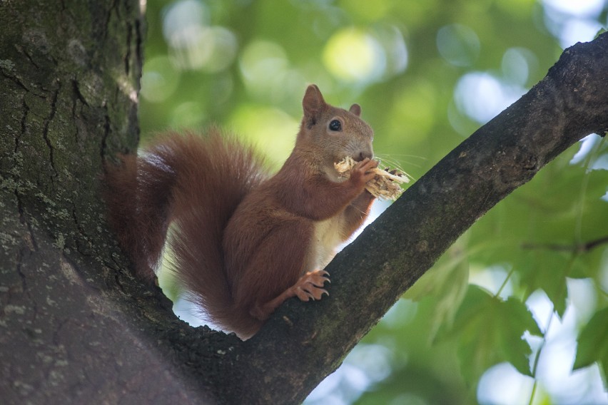 Kraków. Park Lotników tętni życiem. Zobacz najmniejszych mieszkańców tego terenu! [ZDJĘCIA]