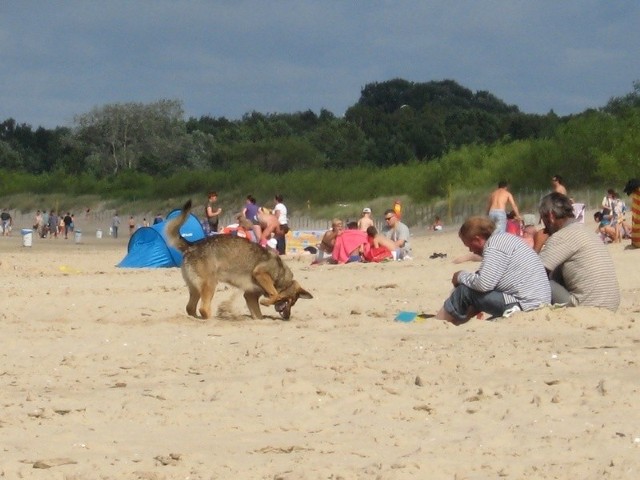 Każdego dnia strażnicy interweniują od kilkunastu do kilkudziesięciu razy, w tym także w sprawie psów wprowadzanych na plażę.