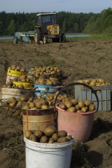 Dzień ziemniaka w Lubaniu