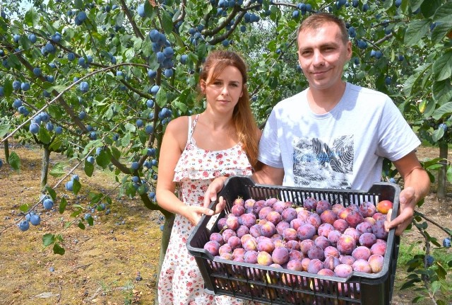 - Produkujemy bardzo smaczne i zdrowe owoce. Jednak nie jesteśmy wstanie sprzedać wszystkich owoców z sadów. Skupy płacą za mało, a nawet nie chcą przyjmować owoców. To problem wszystkich sadowników z naszej gminy - mówią Izabela Kaniszewska i Rafał Cecot, właściciele sadów śliwkowych i starostowie Święta Śliwki w Szydłowie.