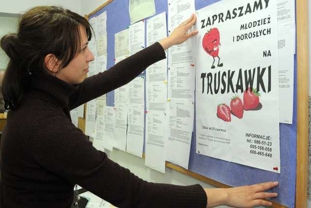 Praca sezonowa naPraca sezonowa - na zdjęciu pani Anna Sulej pośrednik pracy Młodzieżowego Biura Pracy OHP w Toruniu wywiesza plakat z zaproszeniem do zbioru truskawek