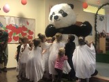 Wielki Miś Panda, clown Bodzio i wiele innych atrakcji na festynie w Świdnicy. Ale się działo mimo deszczu! 
