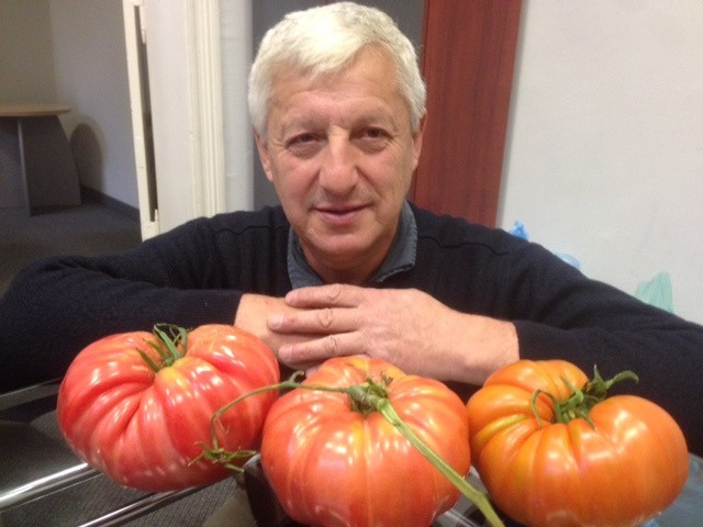 Wielkie pomidory malinowe wyhodował nasz Czytelnik, Zbigniew...