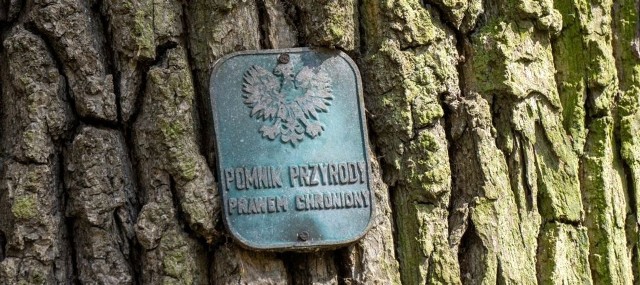 Spacer przyrodniczy „Drzewo warte pomnika”, zaplanowano na sobotę 10 grudnia w Puszczy Niepołomickiej. Wydarzenie organizują Dom Kultury Siedlisko i Stowarzyszenie Zielony Puszczyk
