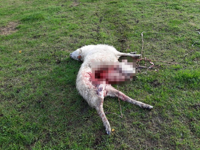 11 owiec zostało zagryzionych, a dwie kolejne wywleczone...