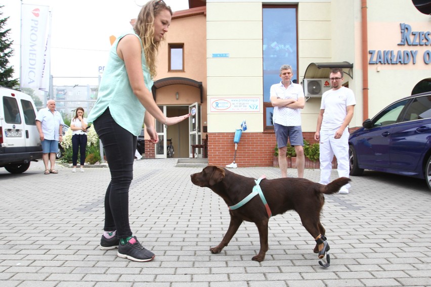 Czekoladowy labrador o słodkim imieniu Trufla to wulkan...