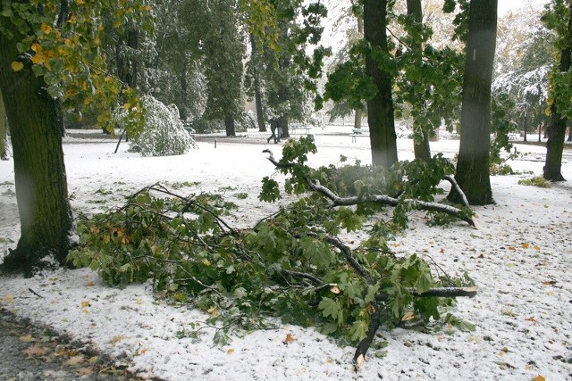 Także w parku Kościuszki w Radomiu zostały połamane drzewa.