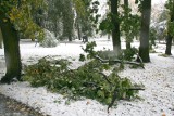 Straż pożarna walczy z połamanymi drzewami