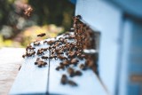 W Lubuskiem podrabiają miody? Sprzedają zagraniczny towar jako lokalny. Lubuski Związek Pszczelarzy bije na alarm!