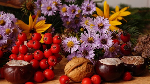Surowcem leczniczym są liście, kwiaty i owoce jarzębiny.