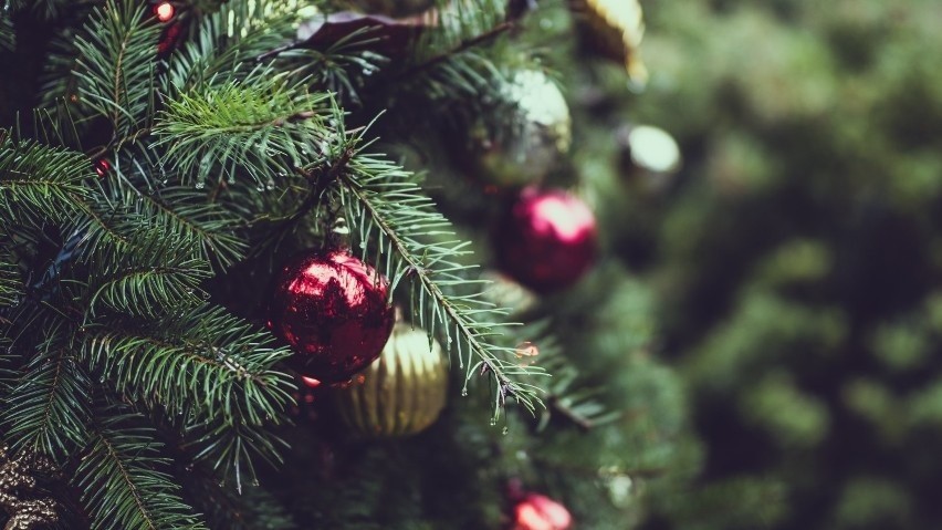 Dzięki mieszkańcom świąteczna drzewka zyskają drugie życie!