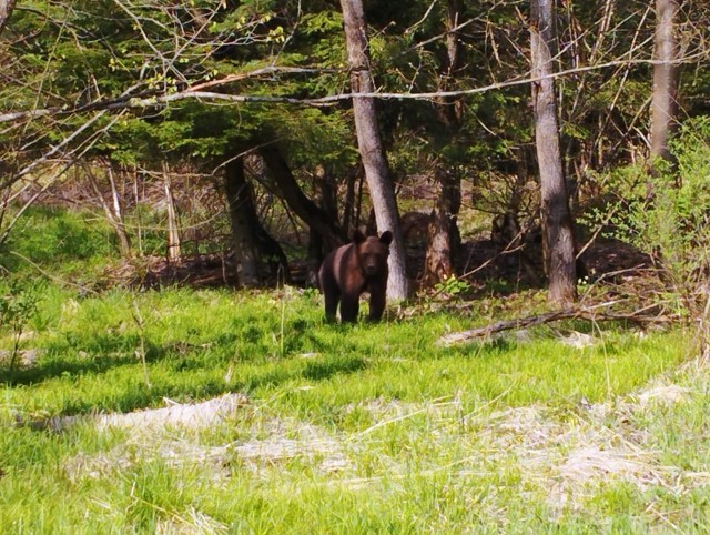Nie wiadomo, czy młody niedźwiedź z leśnictwa Malinki przyszedł tu sam, czy w towarzystwie matki