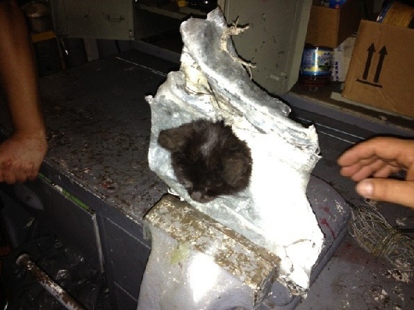 Element z uwięzionym kotem strażacy zamknęli w imadle 