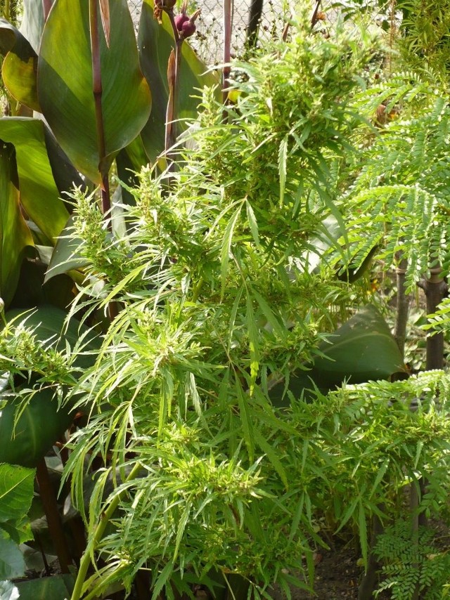Narkotykowe rośliny w ogródku mieszkańca Opatowa