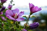 Ketmia syryjska, czyli hibiskus do ogrodu. Ma przepiękne kwiaty i długo kwitnie. Sprawdź, jak uprawiać ten wspaniały krzew