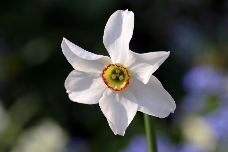 Kwiaty narcyza białego mają 6 płatków białych lub kremowych...