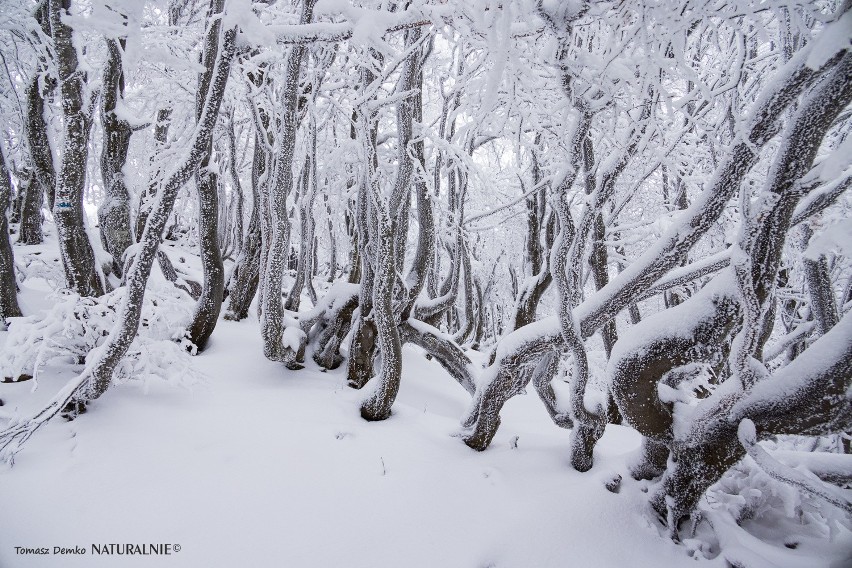 Piękna zima w Bieszczadach. Zobacz bajkowe zdjęcia ze szlaku z Wołosatego na Tarnicę 