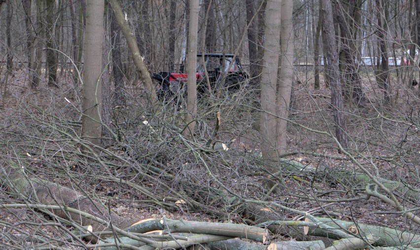 Wycinka drzew jest prowadzona na terenie stanowiącym pas...