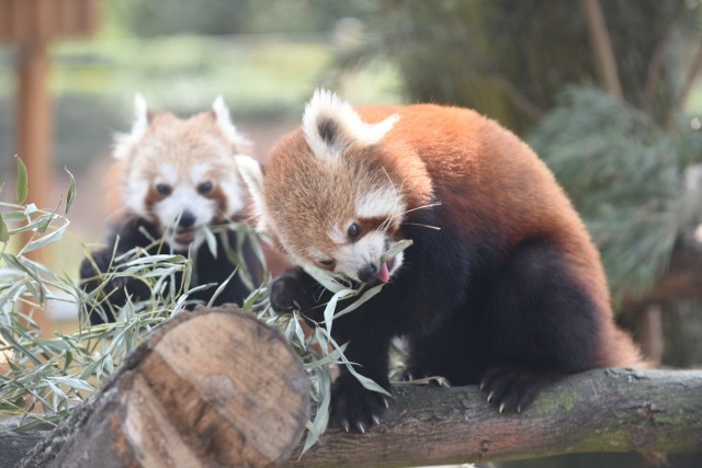 Dwie pandy małe zamieszkały w toruńskim Ogrodzie Zoobotanicznym! Zobaczcie ich zdjęcia!