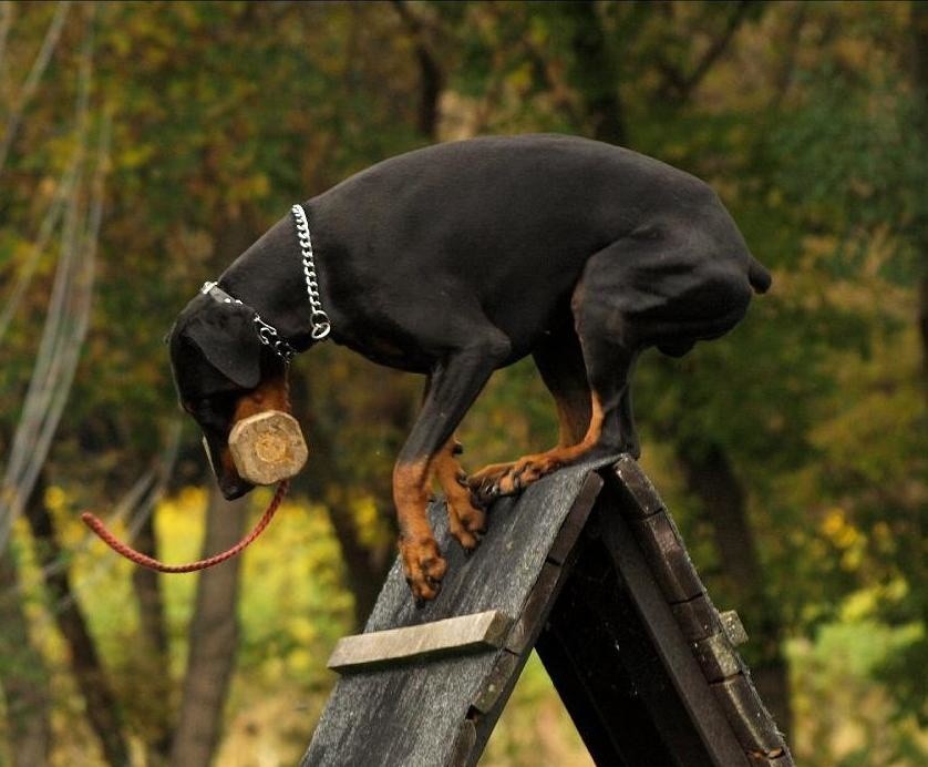 Doberman