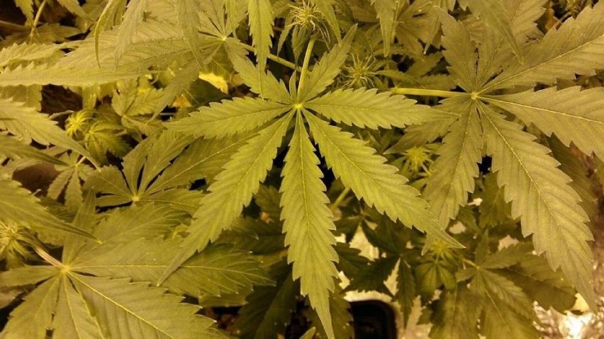 Policjanci z Szamotuł odkryli nielegalną plantację marihuany