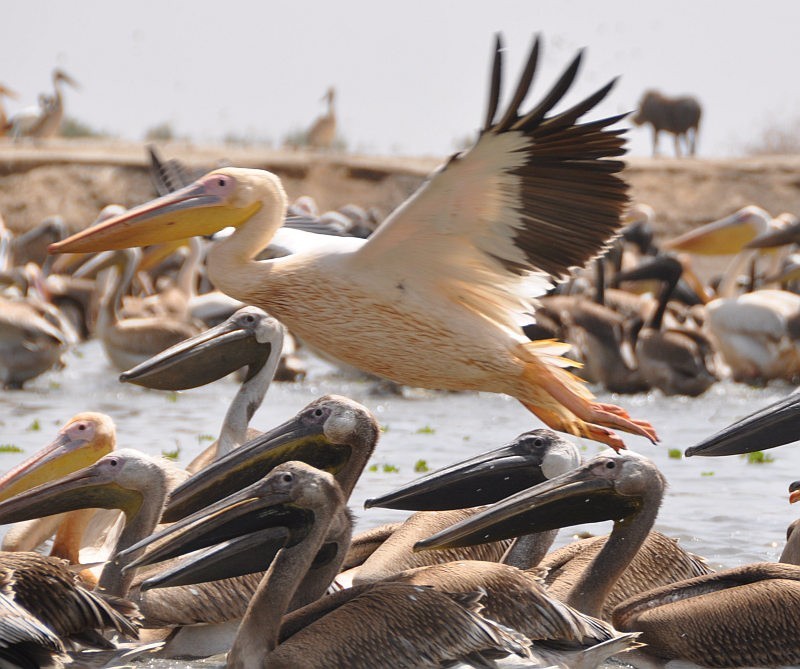 Senegal. Polowanie na ptaki, zwierzęta i&#8230; baobaby