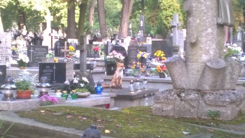 Lis na cmentarzu przy ul. Lipowej