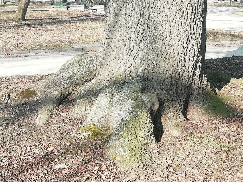 Park przy ul. Dąbrowskiego w Rzeszowie.