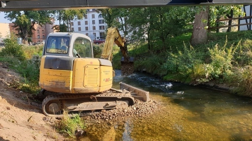 Archiwalne zdjęcia z kontrolnego odławiania łososi i innych...