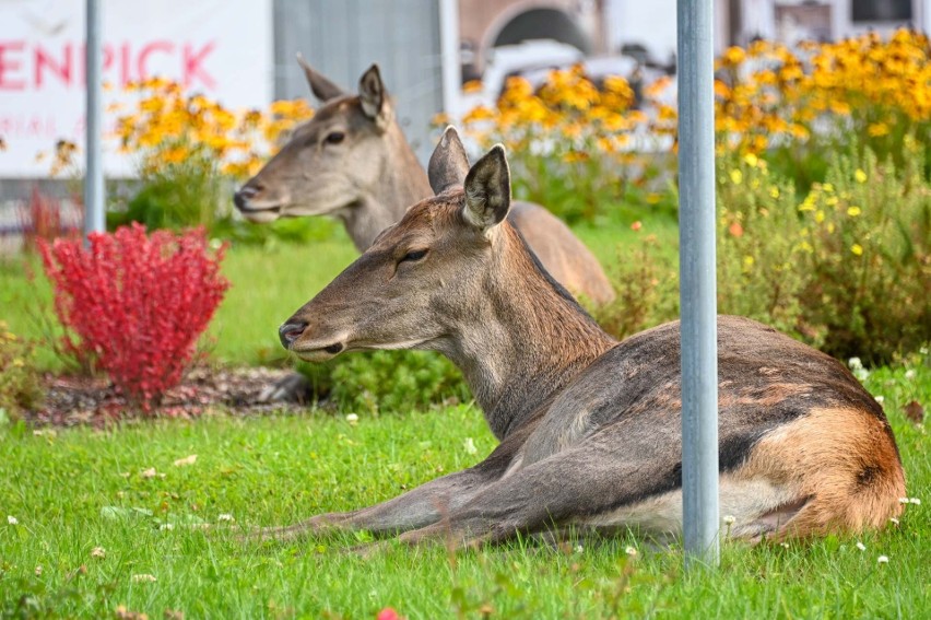 Zakopane. Łanie na rondzie, łanie na ulicach. Te zwierzęta opanowały miasto. Zupełnie nie boją się ludzi ZDJĘCIA