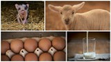 Jedna kura znosi 223 jaja. Produkcja zwierzęca w Polsce rośnie