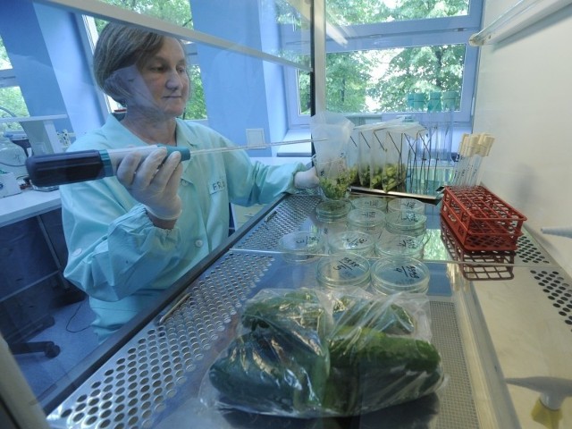 Renata Ful, technik z wojewódzkiego sanepidu w Opolu, bada próbki warzyw dostarczone z opolskich sklepów i hurtowni.